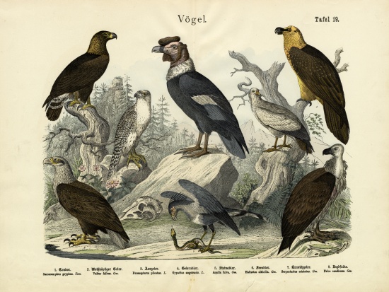 Birds, c.1860 von German School, (19th century)