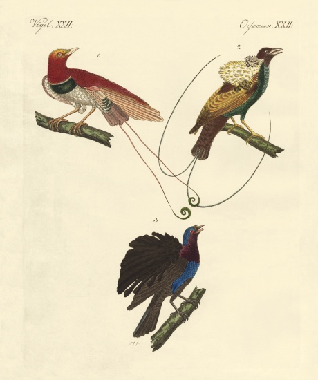 Birds of paradise von German School, (19th century)