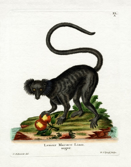 Black Lemur von German School, (19th century)