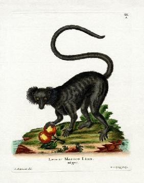 Black Lemur