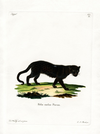 Black Leopard von German School, (19th century)