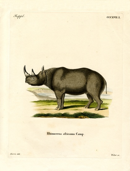 Black Rhinoceros von German School, (19th century)