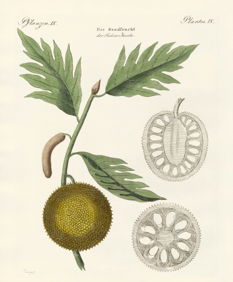 Breadfruit von German School, (19th century)