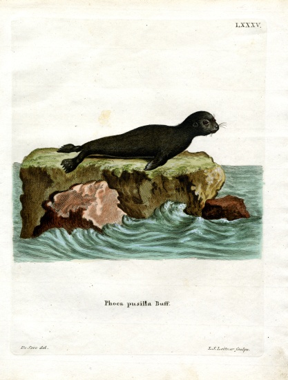 Brown Fur Seal von German School, (19th century)