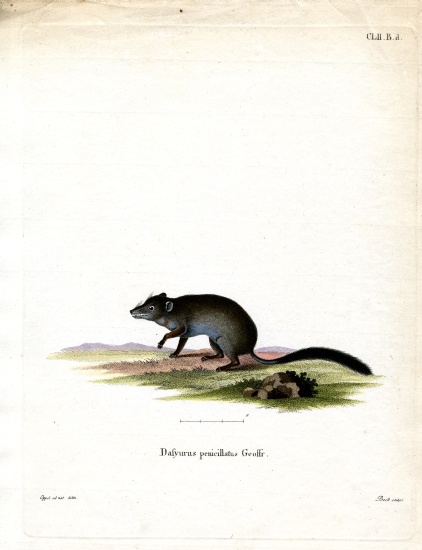 Brush-tailed Phascogale von German School, (19th century)