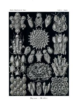 Bryozoa 1899-1904