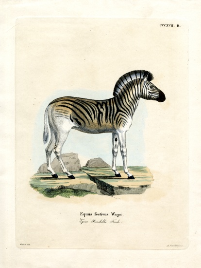 Burchell's Zebra von German School, (19th century)
