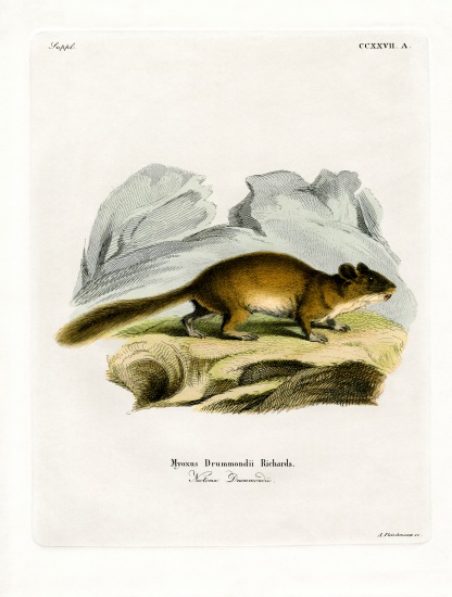 Bushy-tailed Woodrat von German School, (19th century)