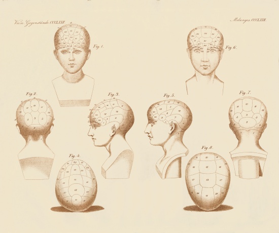 Camper's facial angles von German School, (19th century)