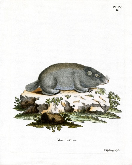 Cape Dune Mole Rat von German School, (19th century)