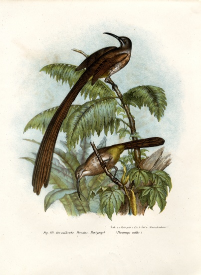 Cape Sugarbird von German School, (19th century)