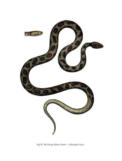 Cat Snake von German School, (19th century)