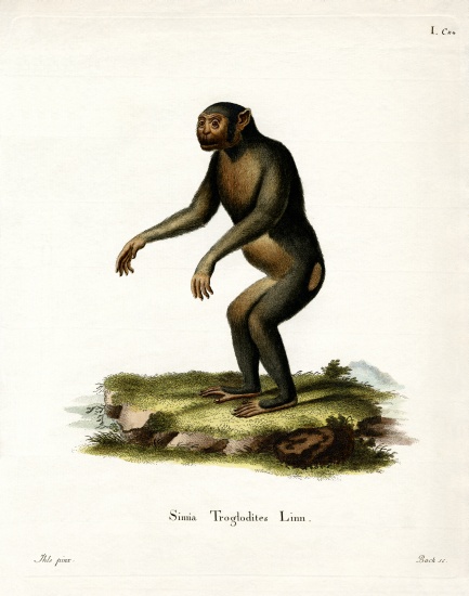 Chimpanzee von German School, (19th century)