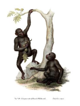Chimpanzee 1860
