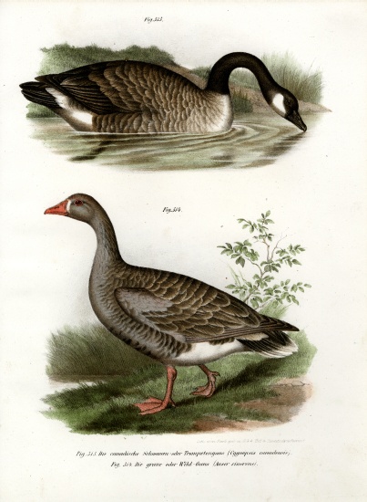Chinese goose von German School, (19th century)