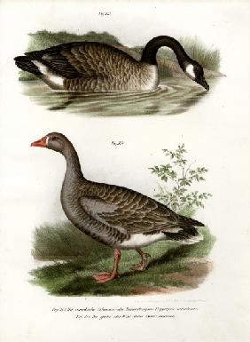Chinese goose 1864