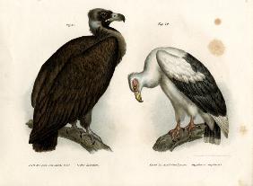 Cinereous Vulture 1864