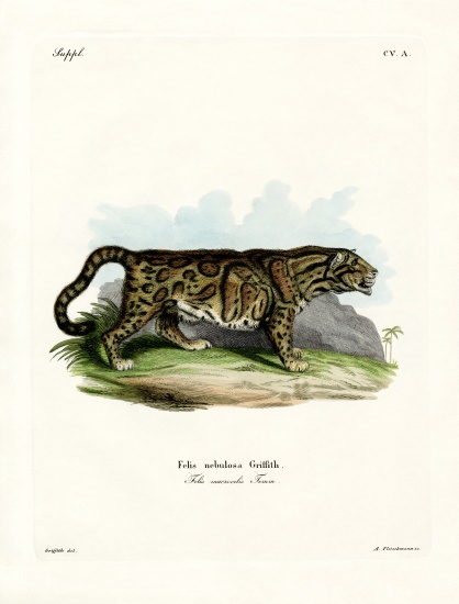 Clouded Leopard von German School, (19th century)