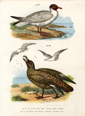 Common Black-headed Gull 1864