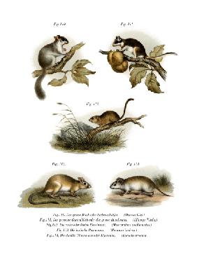 Common Dormouse 1860