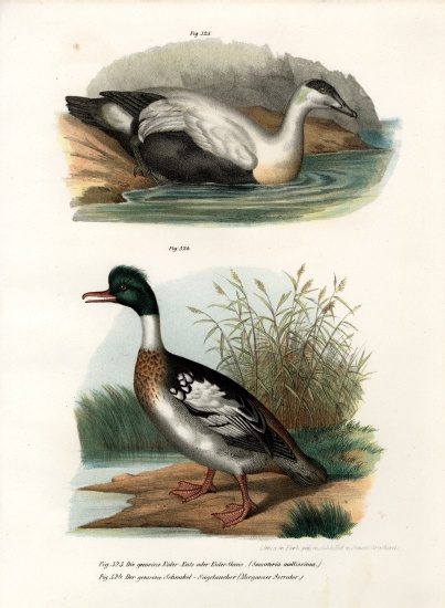 Common Eider Duck von German School, (19th century)