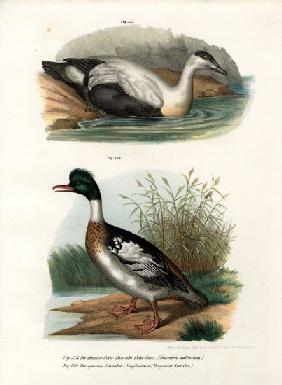 Common Eider Duck 1864