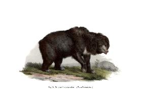 Common Indian Sloth Bear 1860
