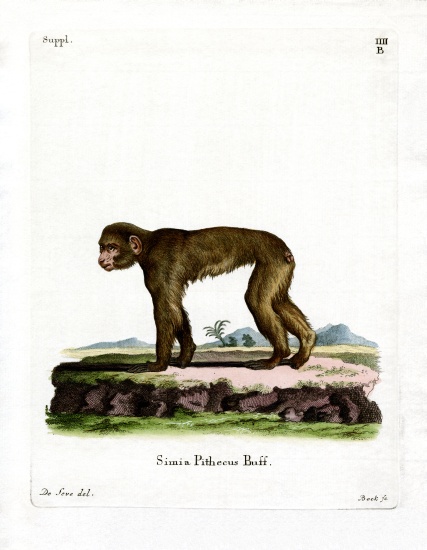 Common Macaque von German School, (19th century)