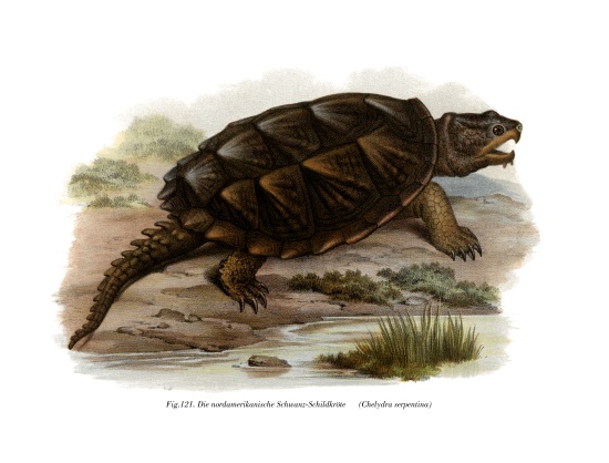 Common Snapping Turtle von German School, (19th century)