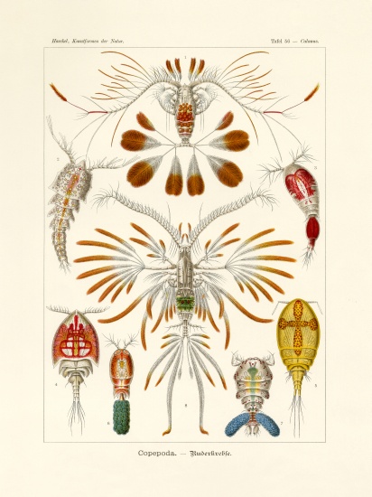 Copepoda von German School, (19th century)
