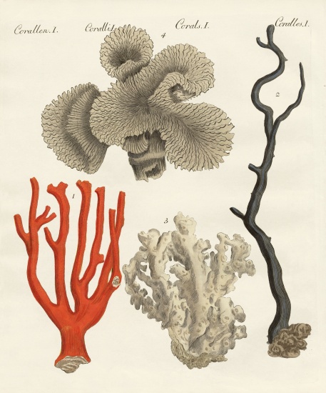 Corals von German School, (19th century)