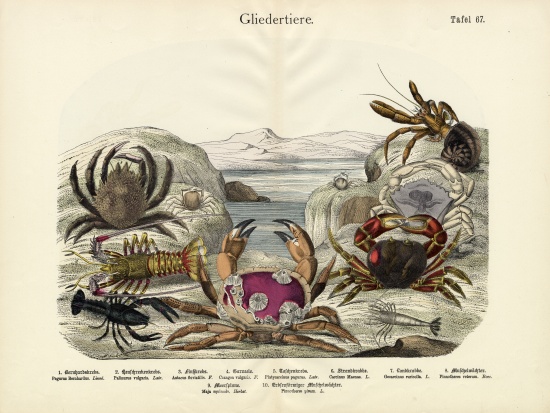 Crabs, c.1860 von German School, (19th century)