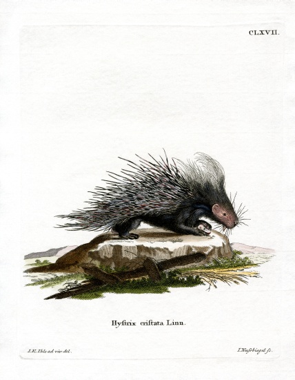 Crested Porcupine von German School, (19th century)