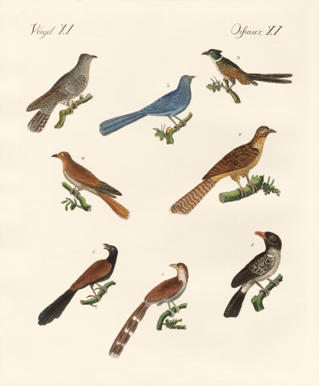 Cuckoos from various countries von German School, (19th century)
