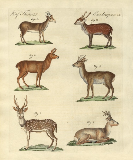 Deers and fawns von German School, (19th century)
