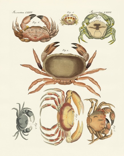 Different kinds of crabs von German School, (19th century)