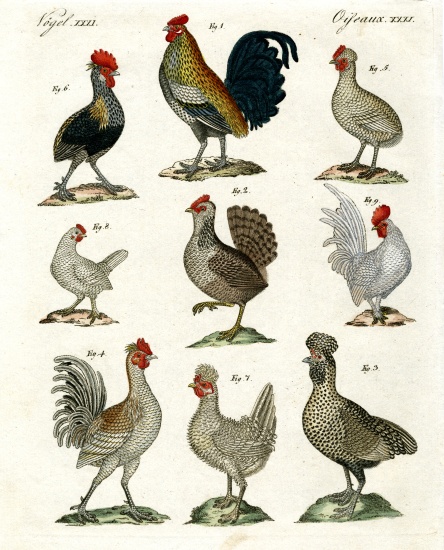 Different kinds of hens von German School, (19th century)
