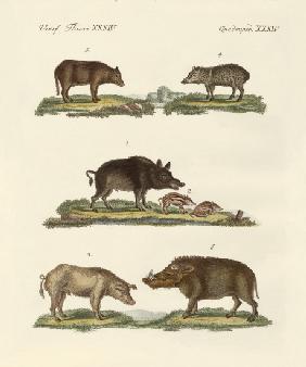 Different kinds of pigs
