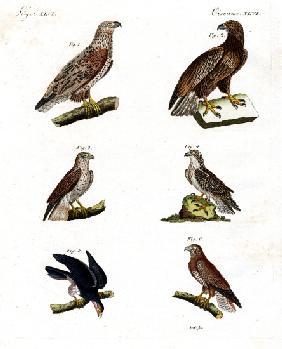 Different kinds of raptors