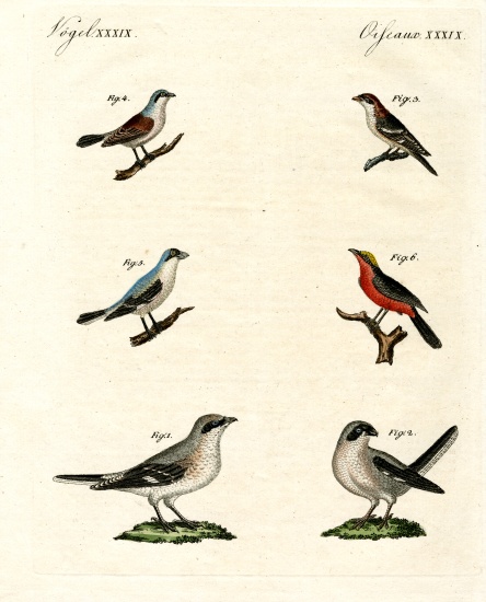 Different kinds of shrikes von German School, (19th century)