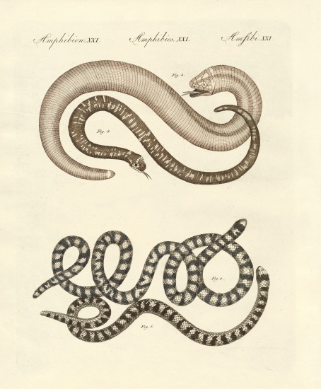 Different kinds of snake von German School, (19th century)