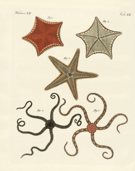 Different kinds of starfish von German School, (19th century)