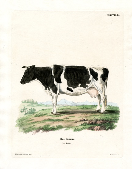 Domestic Cattle von German School, (19th century)