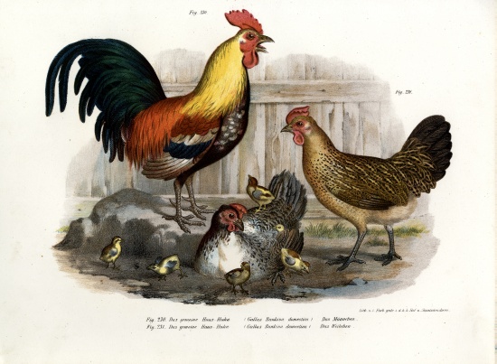 Domestic Fowl von German School, (19th century)