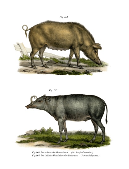Domestic Pig von German School, (19th century)