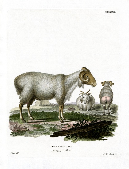 Domestic Sheep von German School, (19th century)
