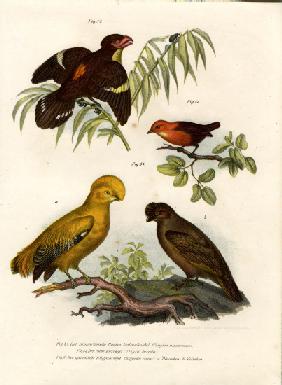 Dusky Broadbill 1864