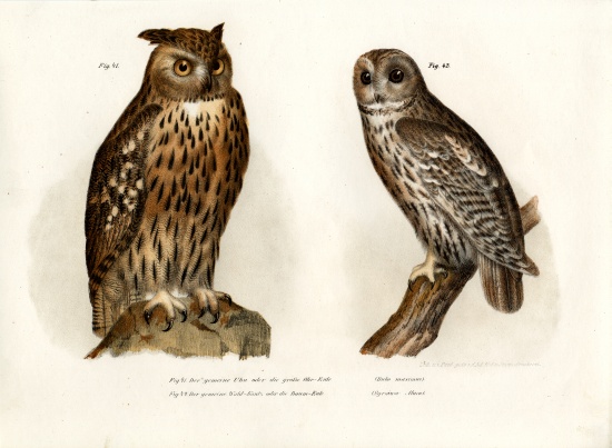 Eagle Owl von German School, (19th century)