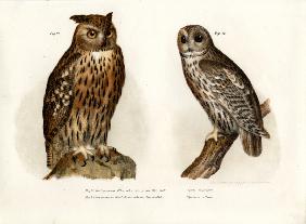 Eagle Owl 1864