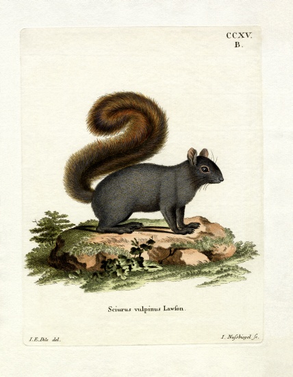 Eastern Fox Squirrel von German School, (19th century)